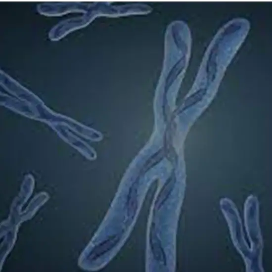 Y Chromosome Microdeletion Detection, PCR